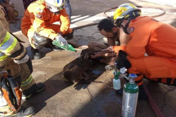 Chamas atingiram parte do imóvel na manhã deste domingo (28/5), em um condomínio de Sobradinho 2. Animal ficou desacordado
