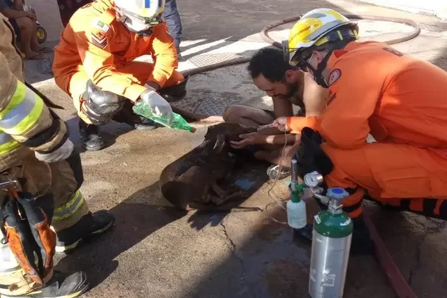 Bombeiros salvam cão durante incêndio em quitinete no DF